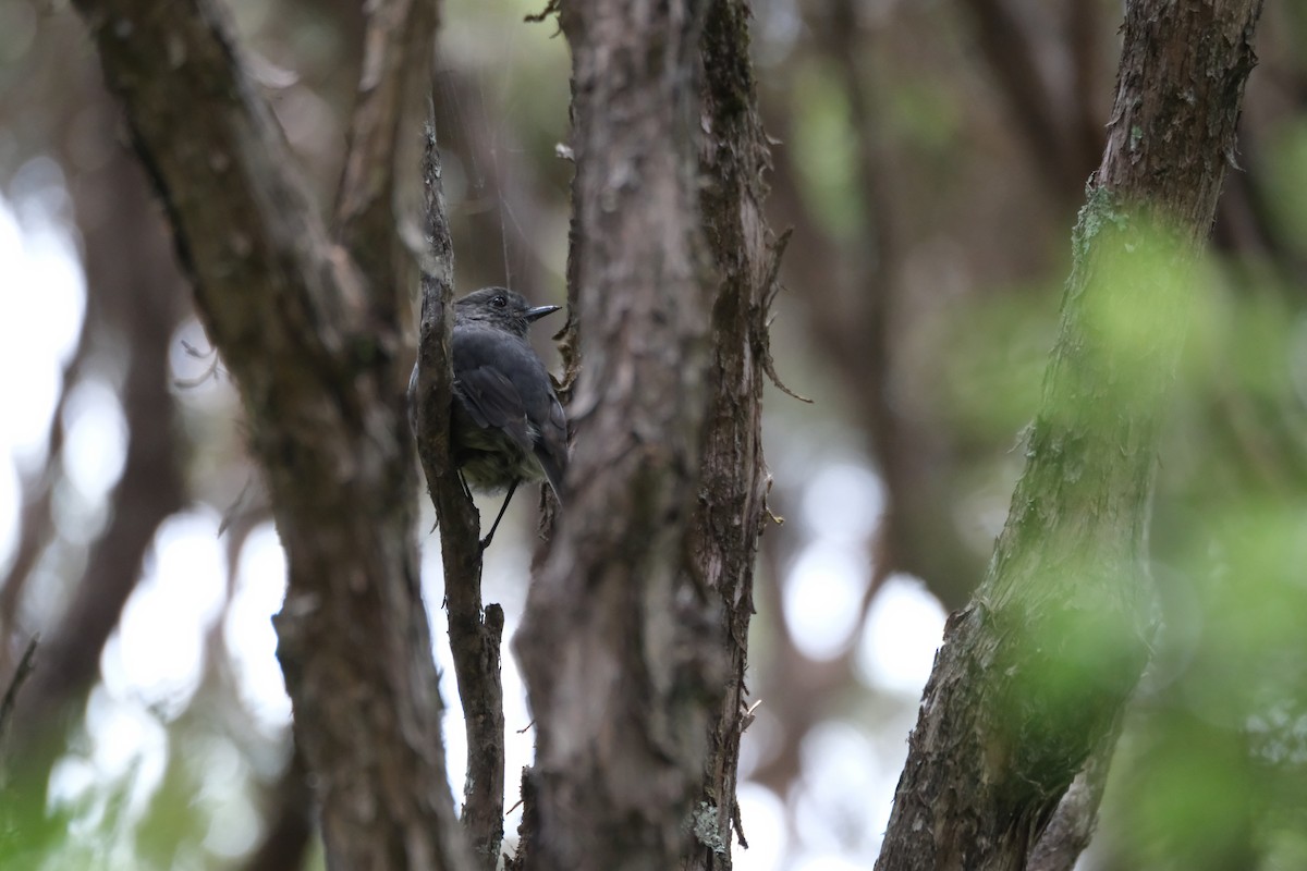 South Island Robin - ML651533356
