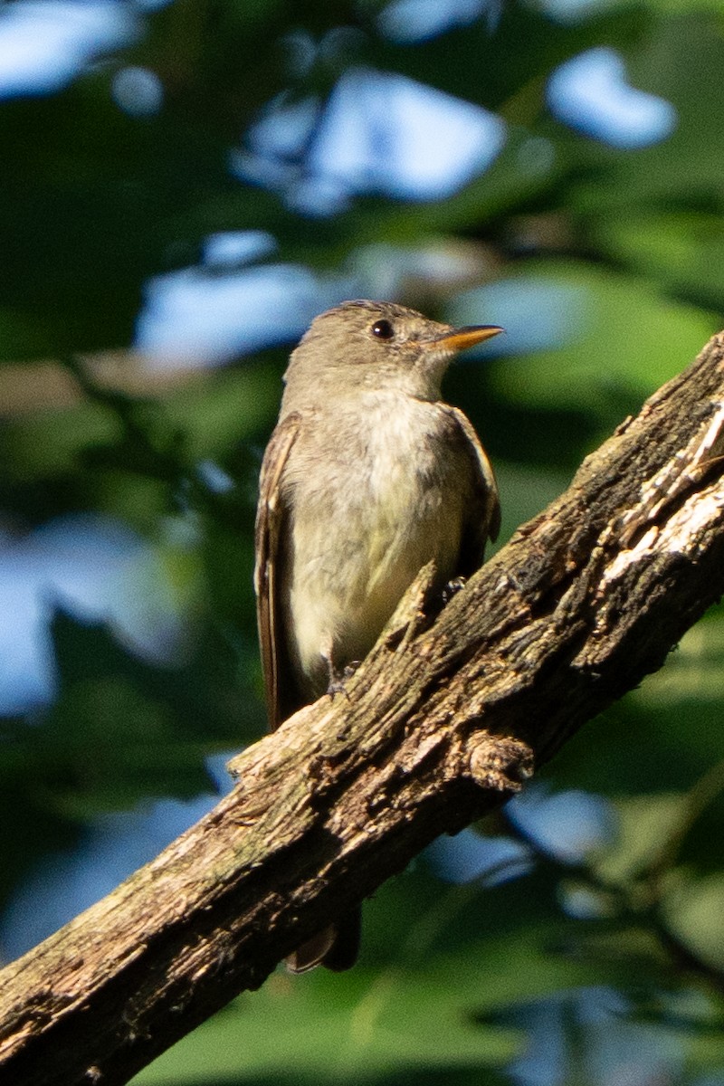 Doğulu Pivi - ML651534516