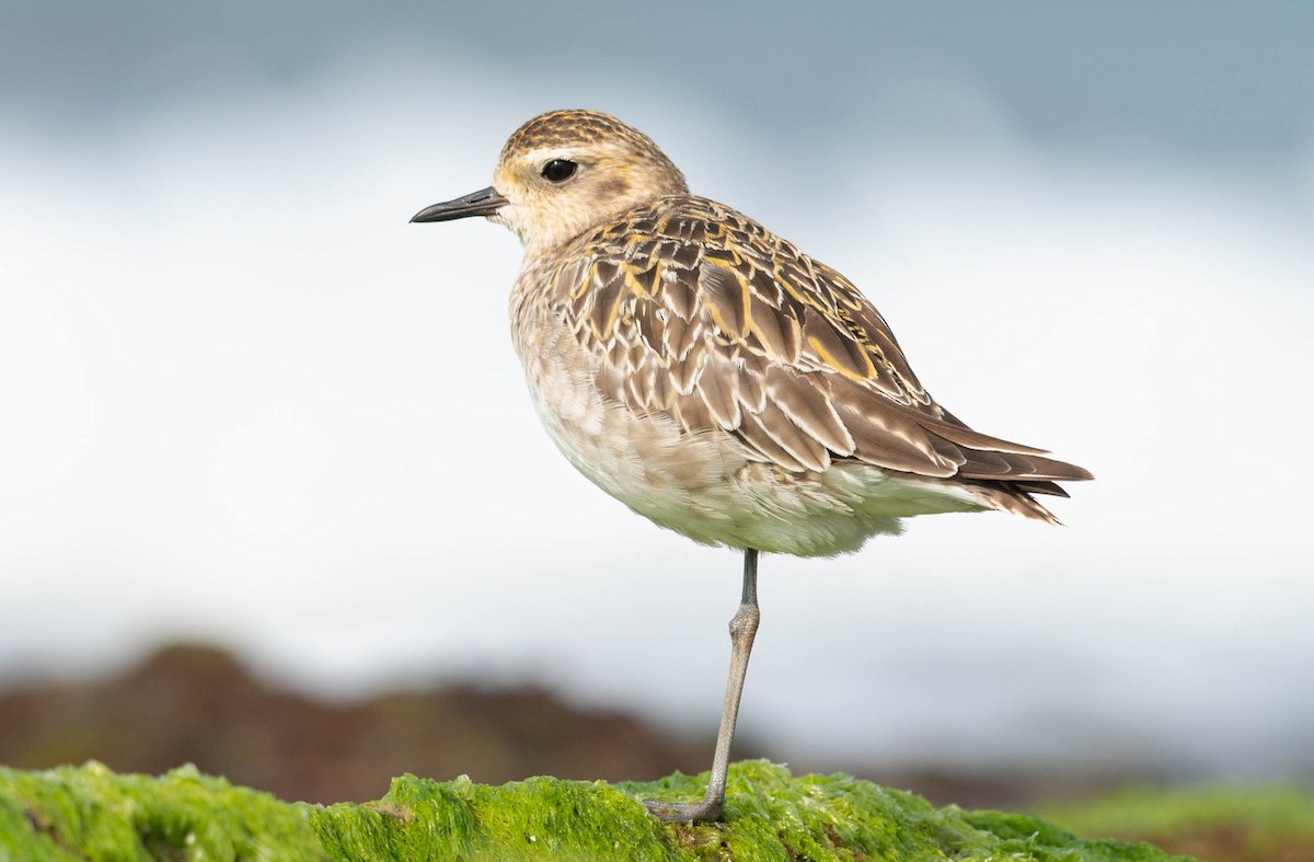 Pacific Golden-Plover - ML651535110