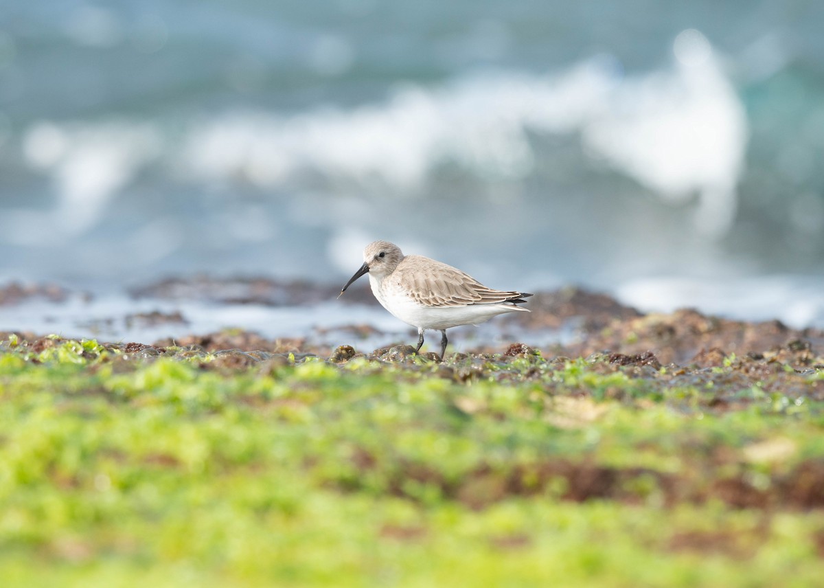Dunlin - ML651535208