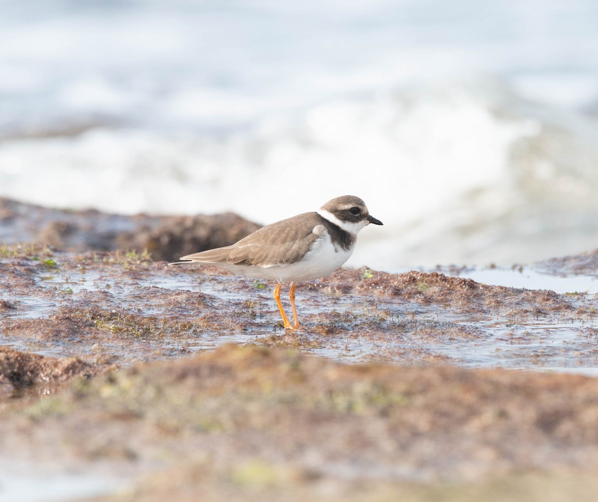 Common Ringed Plover - ML651535217