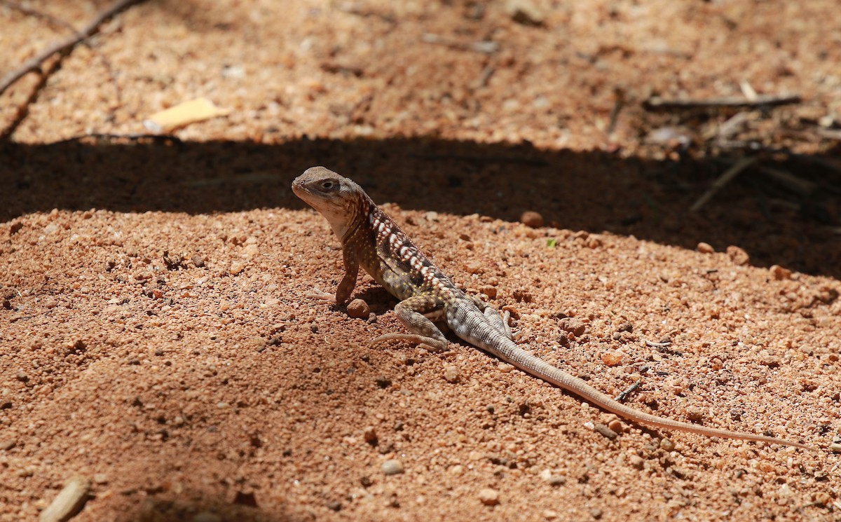 Reptilien - ML651535218