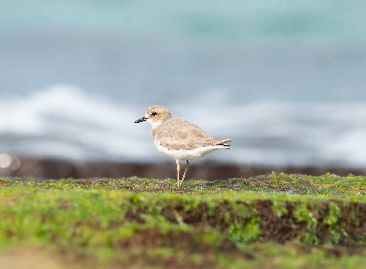 Greater Sand-Plover - ML651535252