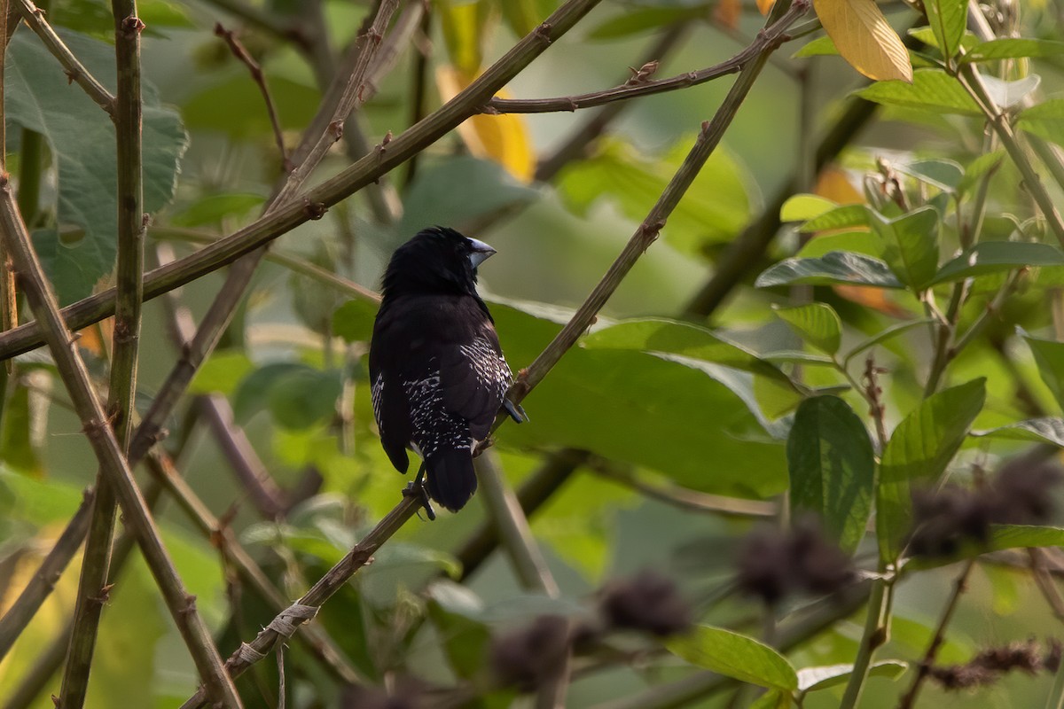 Black-and-white Mannikin - ML651535842