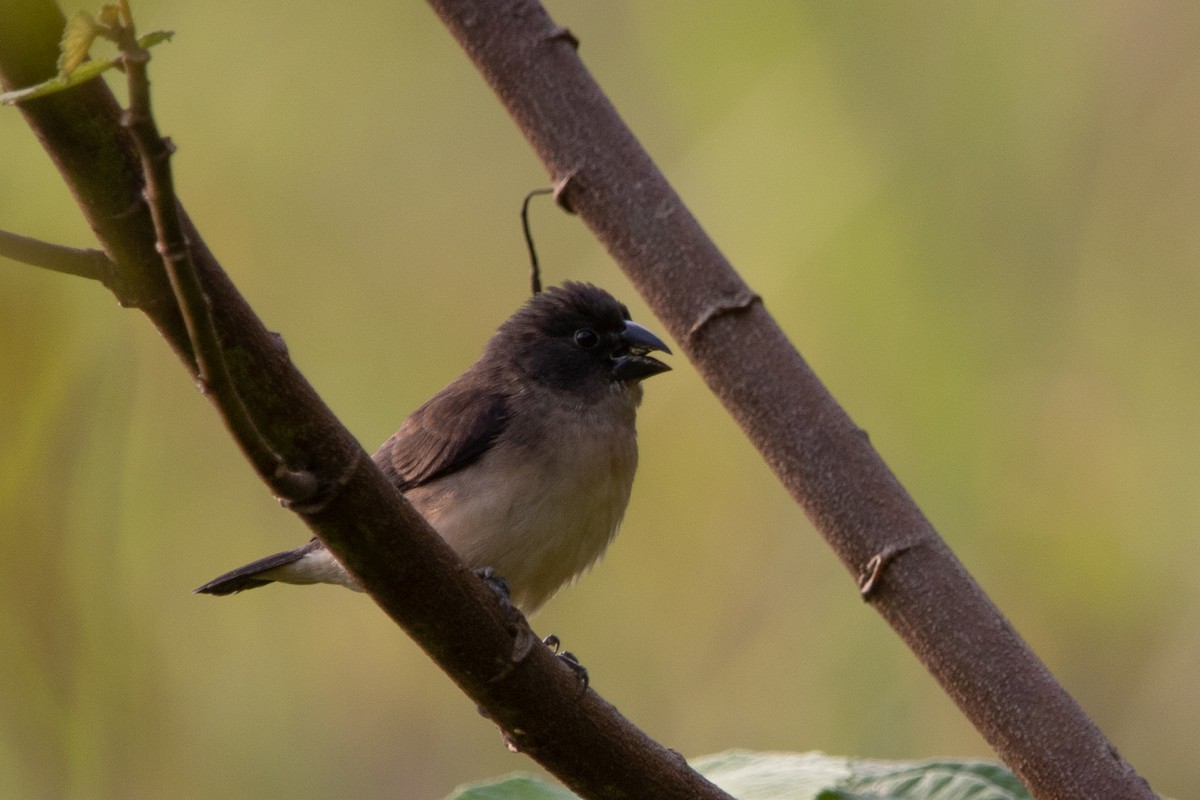 Black-and-white Mannikin - ML651535960