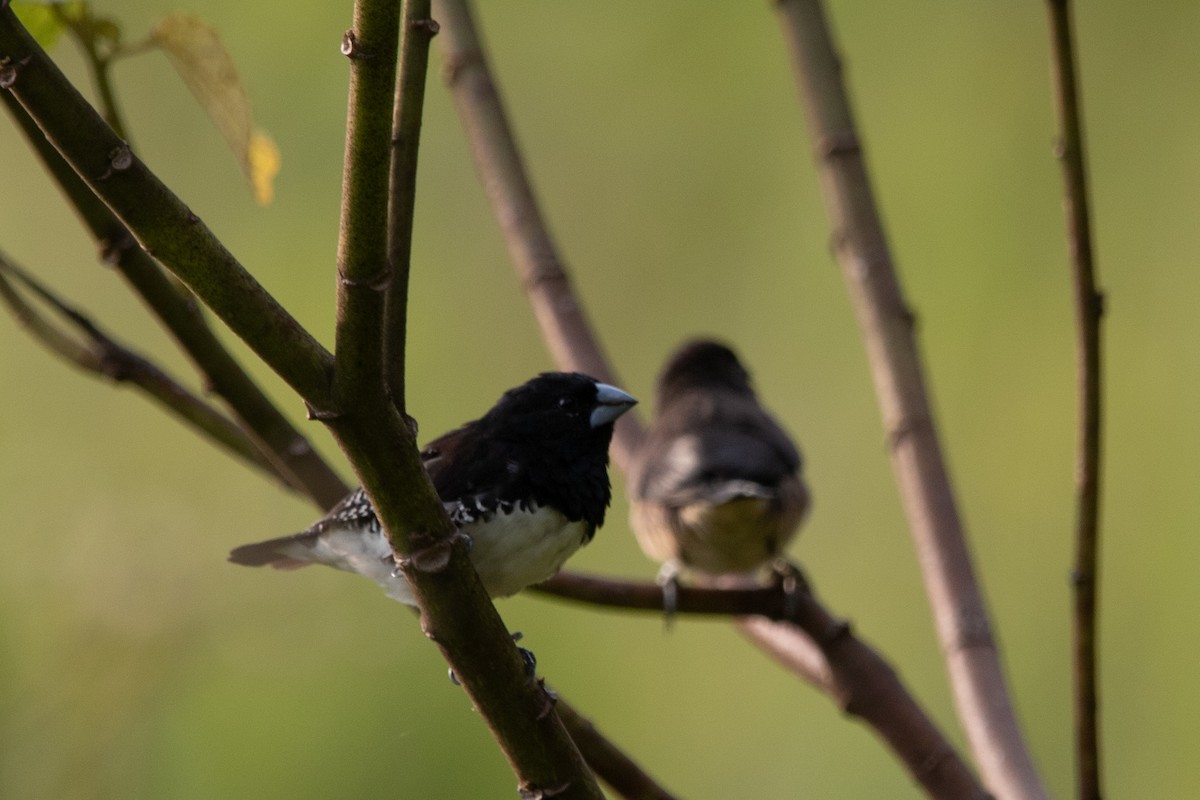 Black-and-white Mannikin - ML651535961