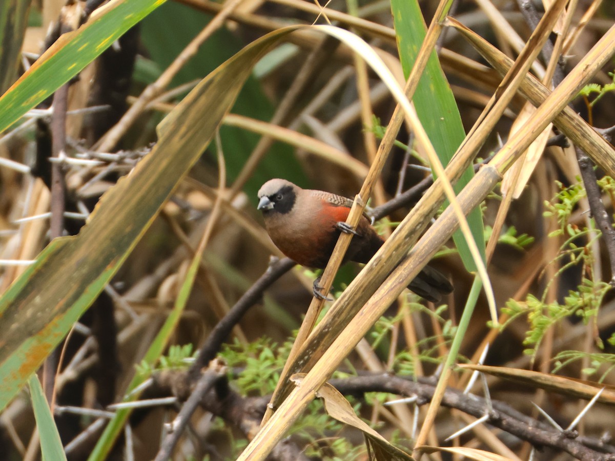 Black-faced Waxbill - ML651536326