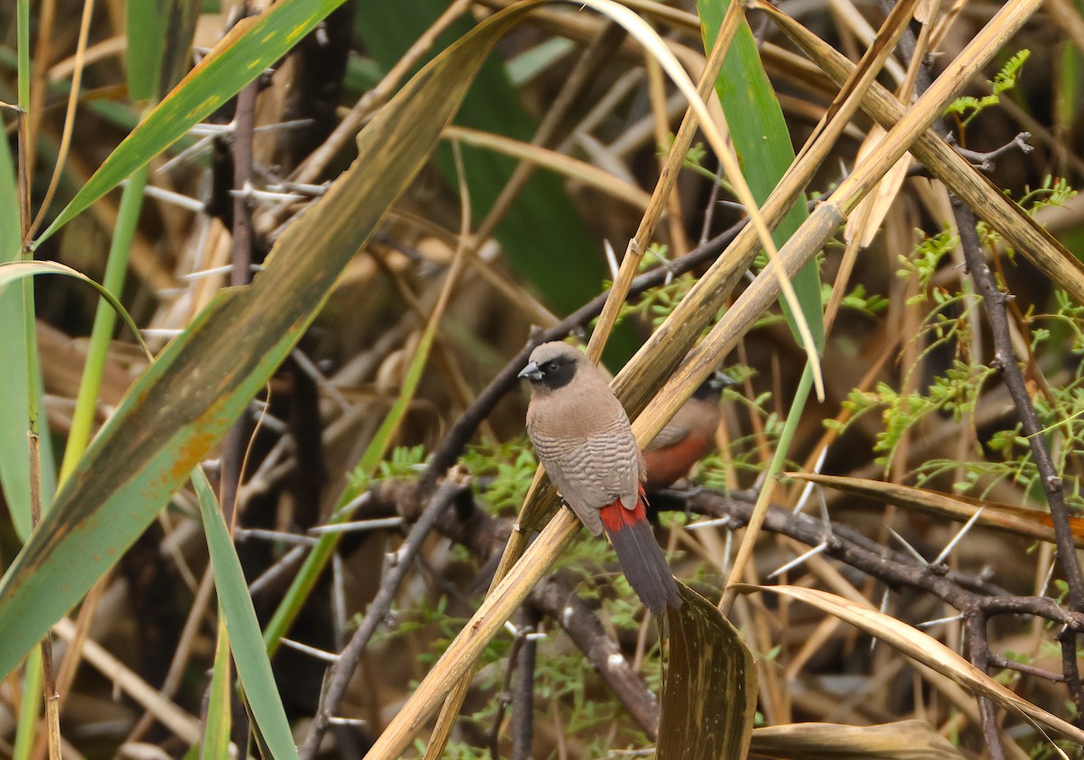 Black-faced Waxbill - ML651536329