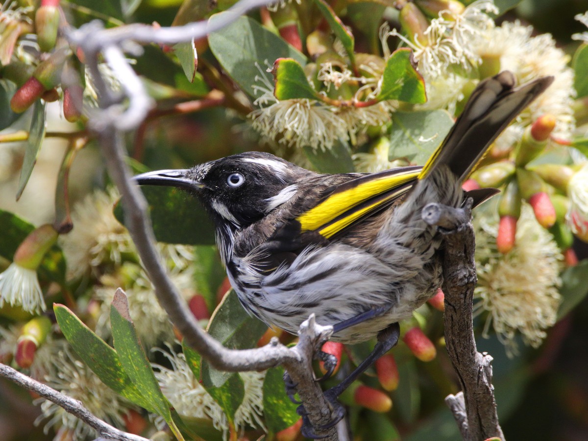 New Holland Honeyeater - ML651536739