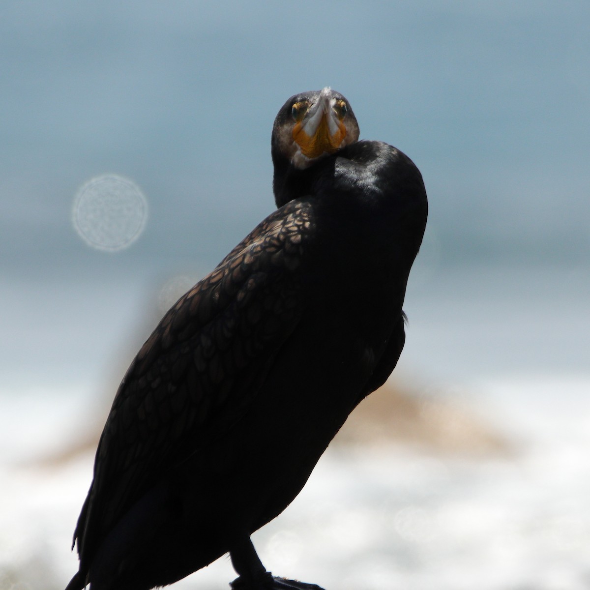 Great Cormorant - ML651536744