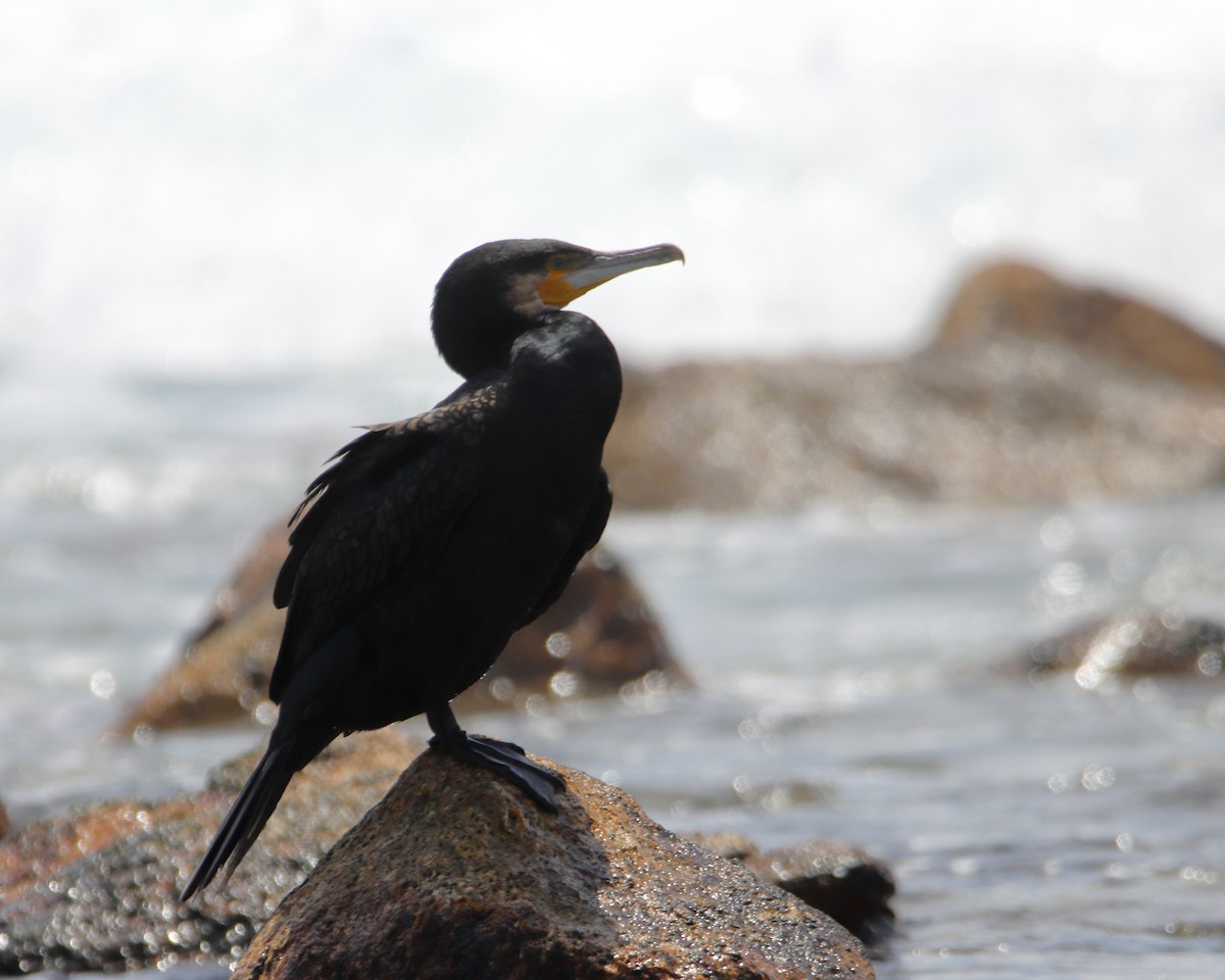 Great Cormorant - ML651536746