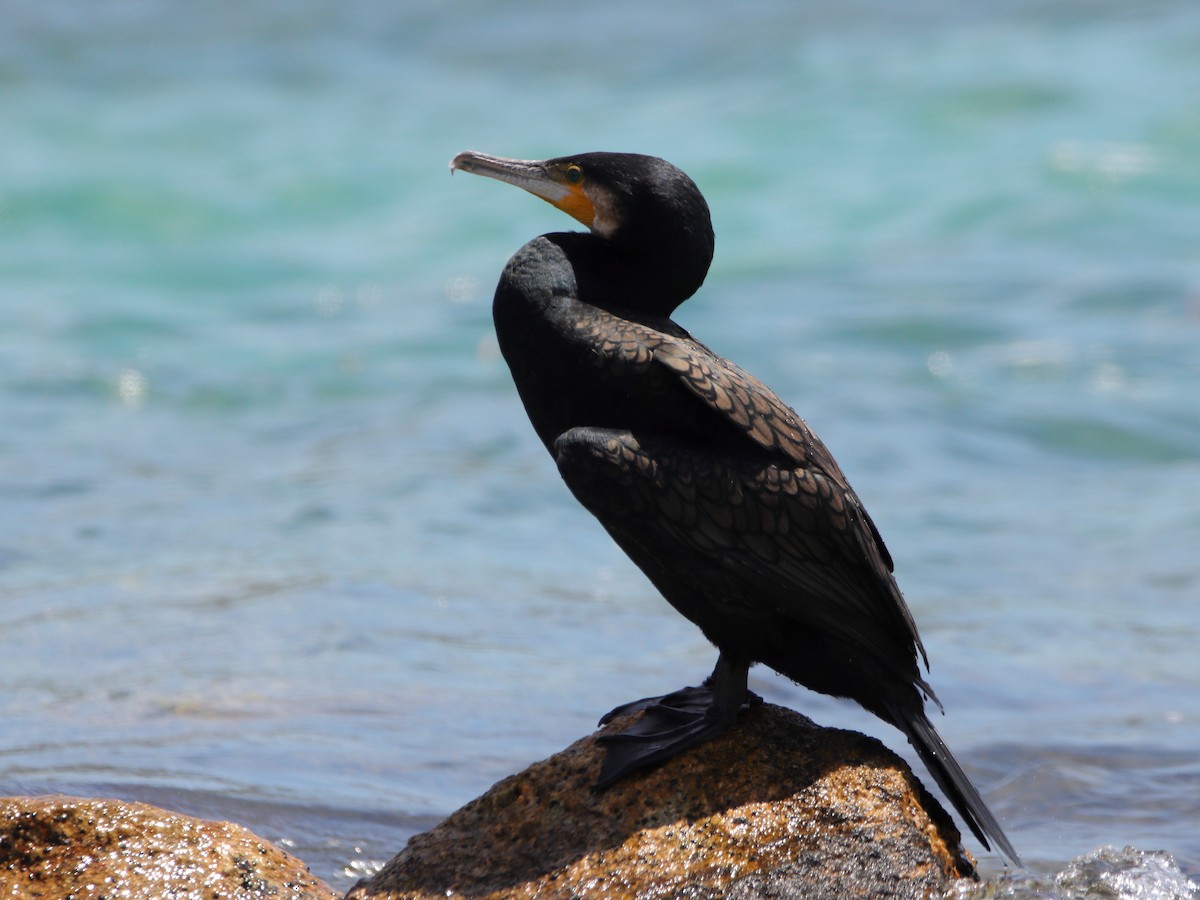 Great Cormorant - ML651536747