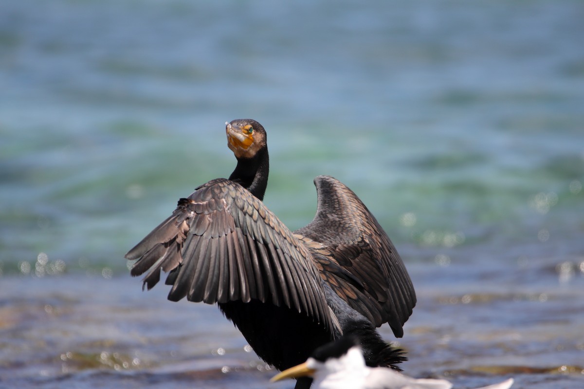 Great Cormorant - ML651536748