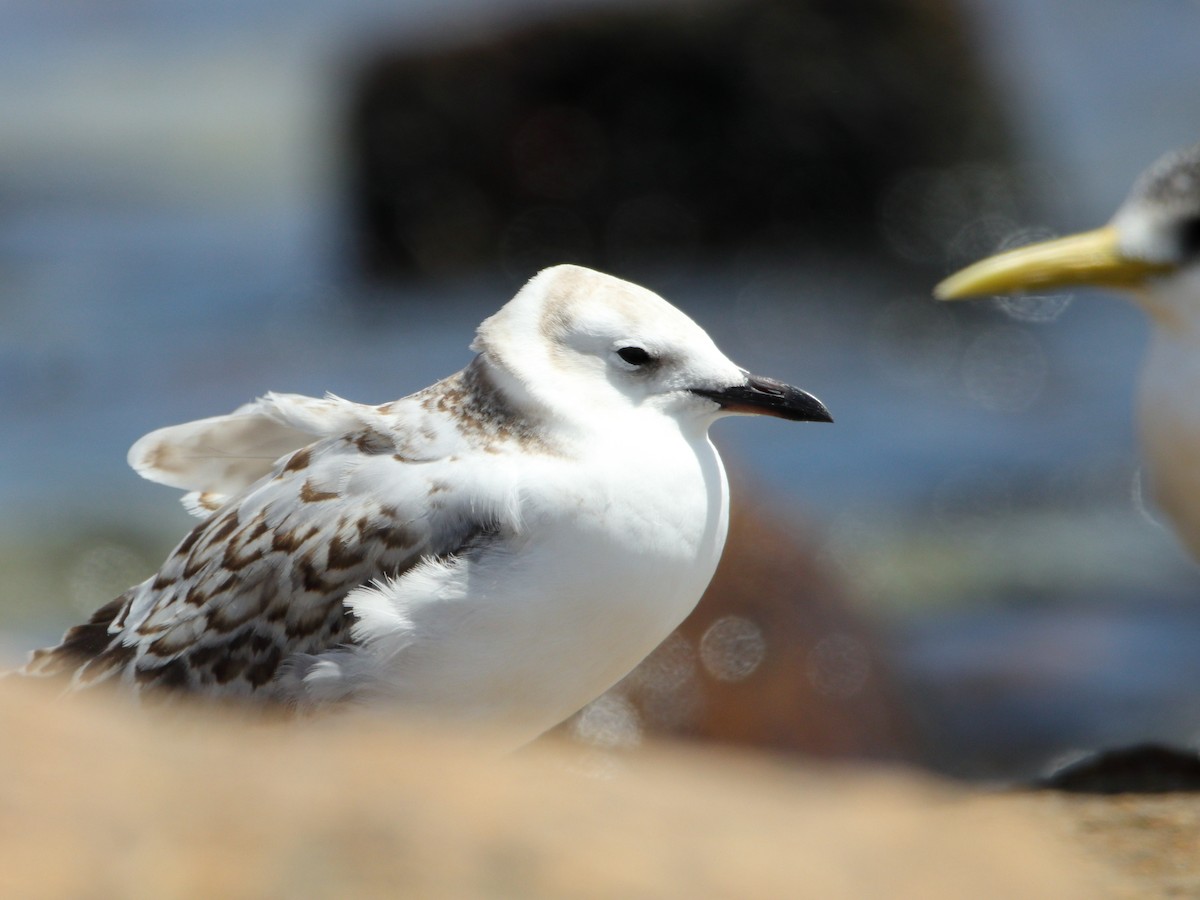 Silver Gull - ML651536752