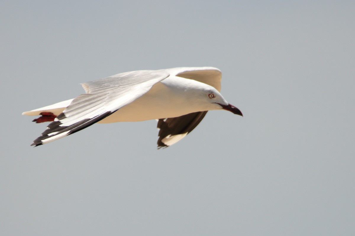 Silver Gull - ML651536753
