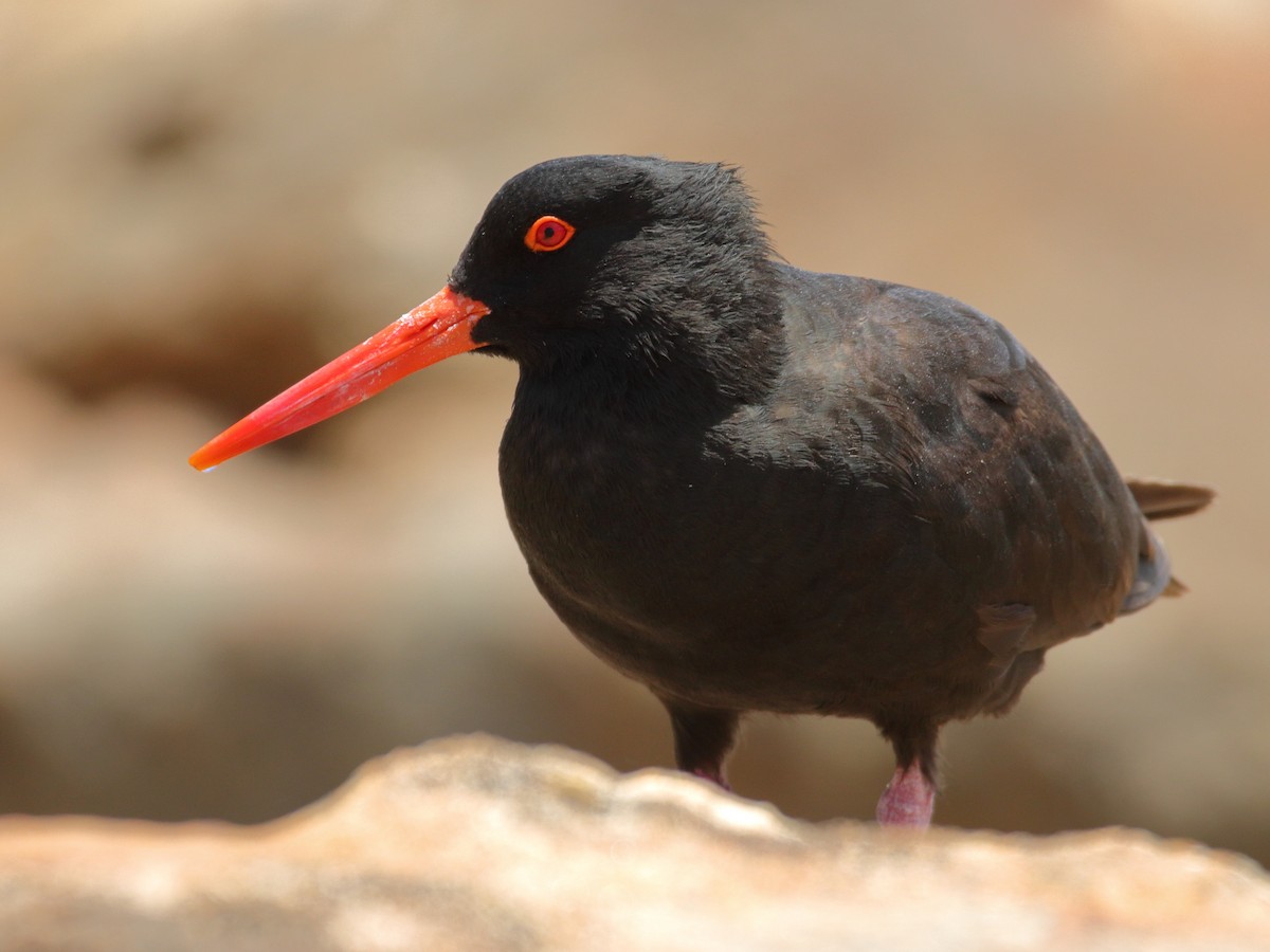 Sooty Oystercatcher - ML651536756