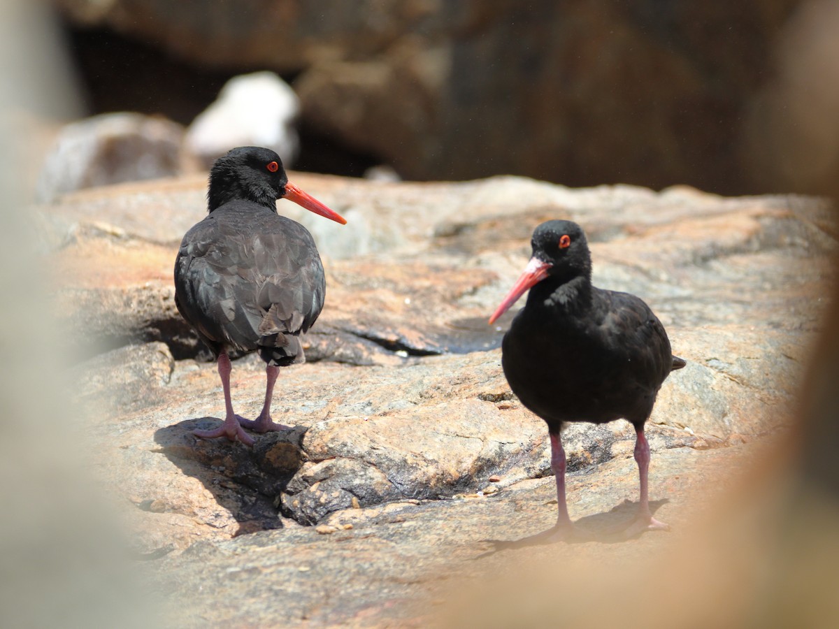 Sooty Oystercatcher - ML651536757