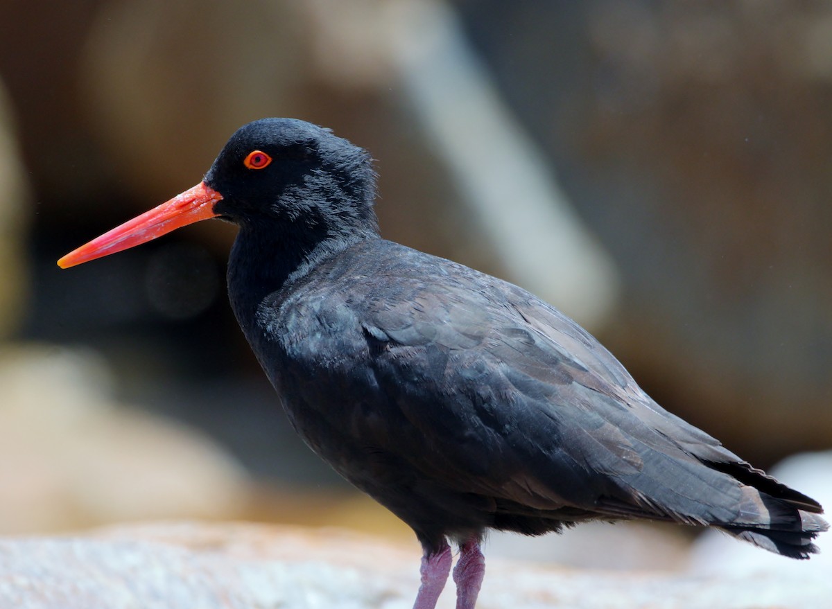Sooty Oystercatcher - ML651536799