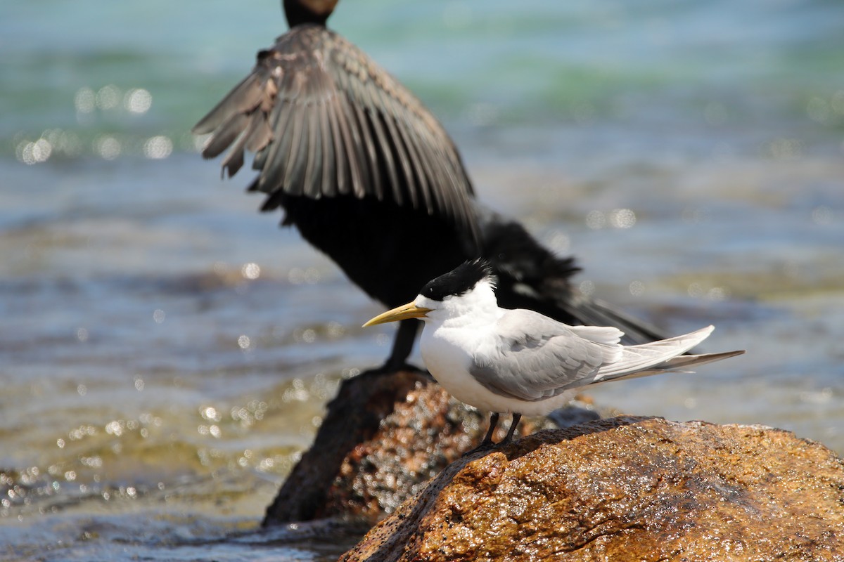 Great Crested Tern - ML651536806
