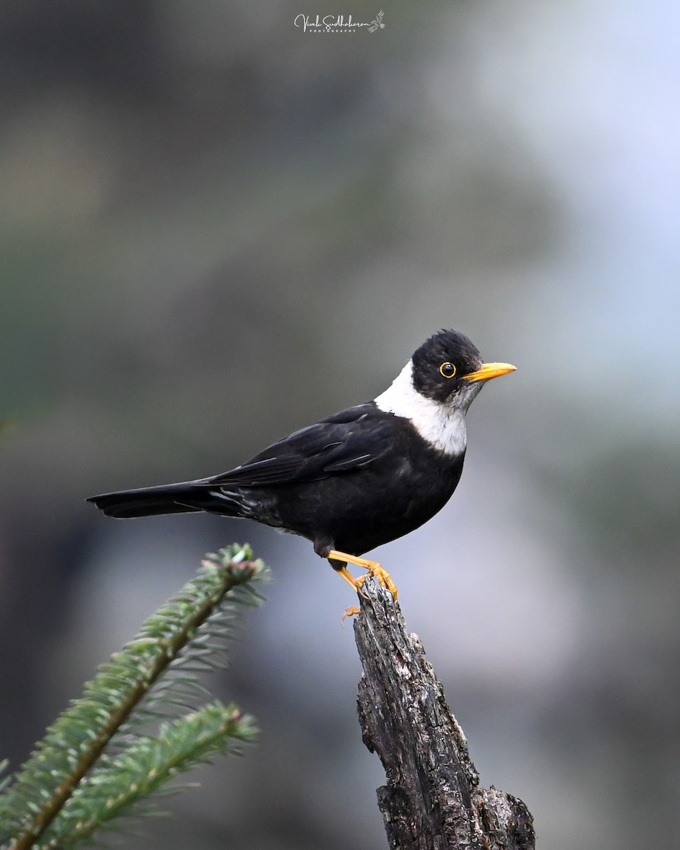 シロエリツグミ - ML651537215