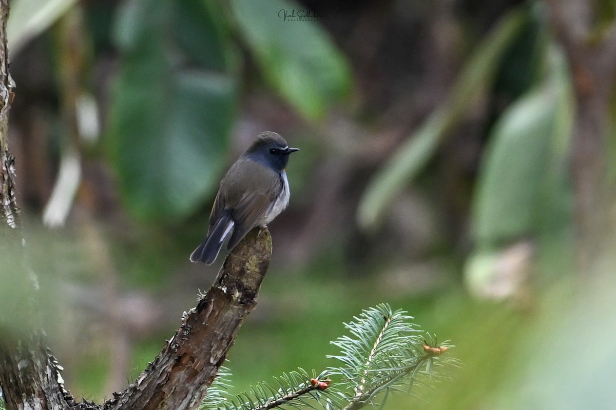 ノドグロヒタキ - ML651537222