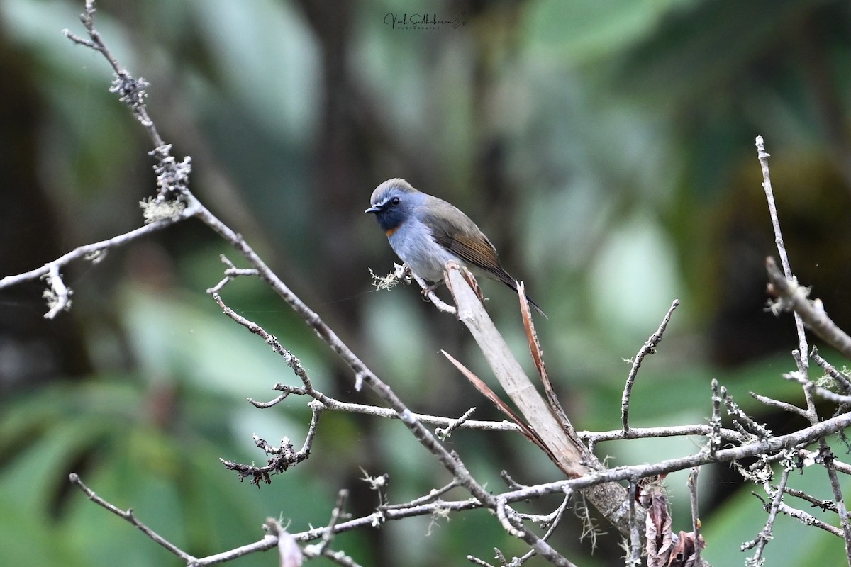 ノドグロヒタキ - ML651537224