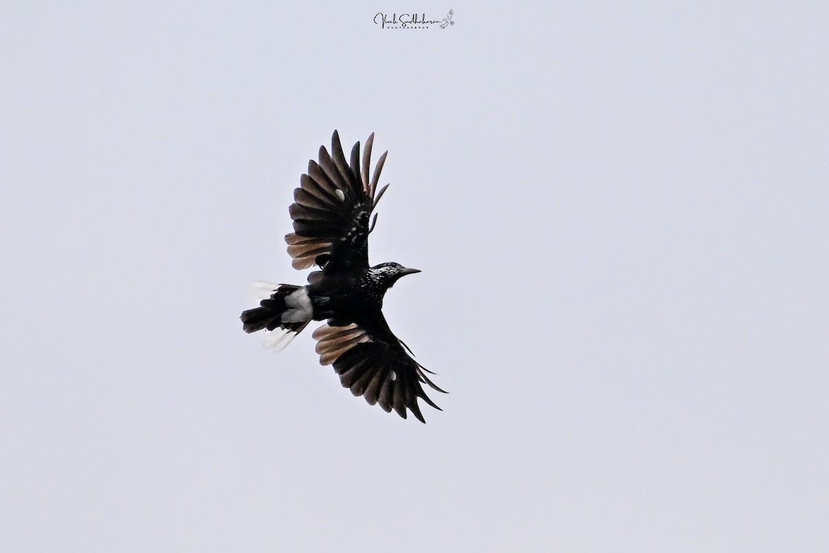 ミナミホシガラス - ML651537961