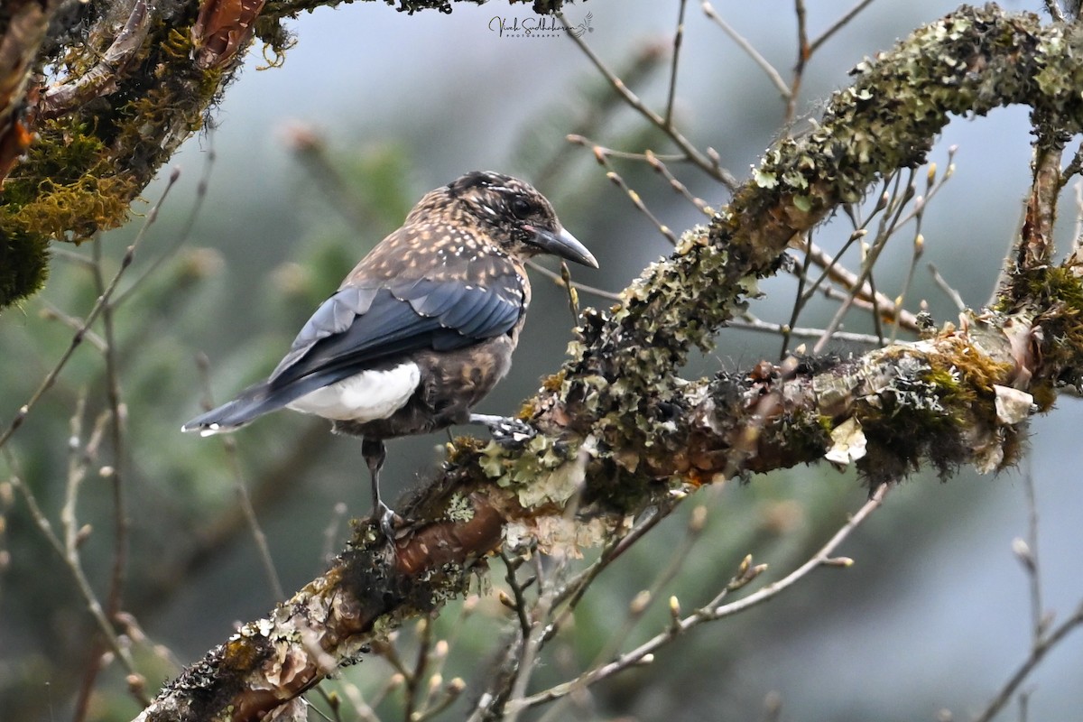 ミナミホシガラス - ML651537962