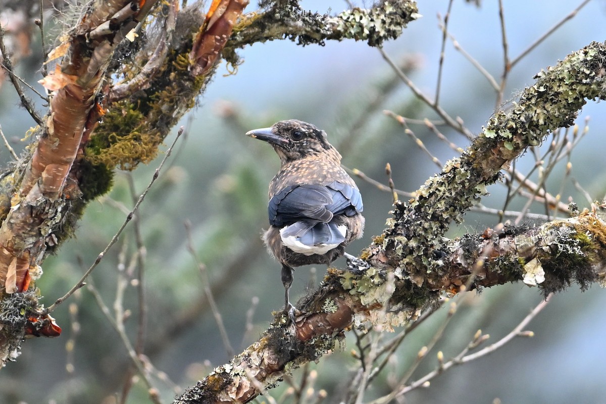 ミナミホシガラス - ML651537963