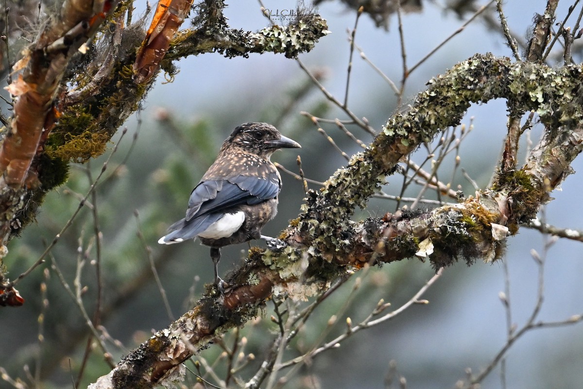 ミナミホシガラス - ML651537972