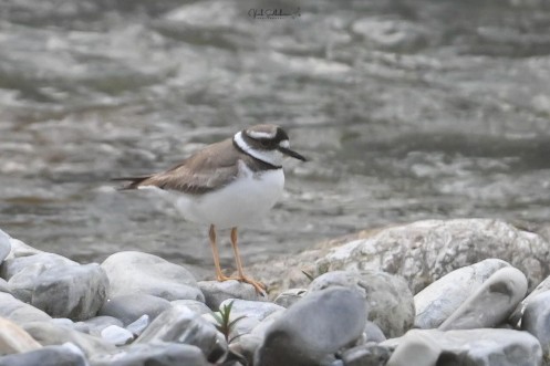 イカルチドリ - ML651539125