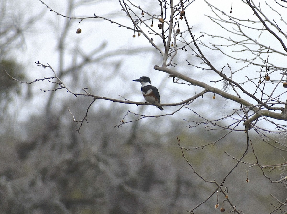 Belted Kingfisher - ML651539219