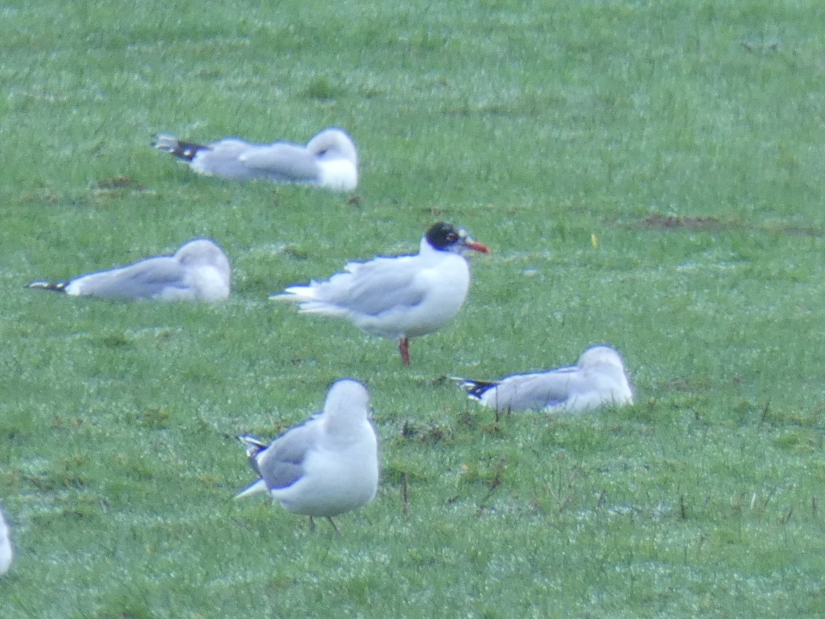 Antxeta burubeltza - ML651539446