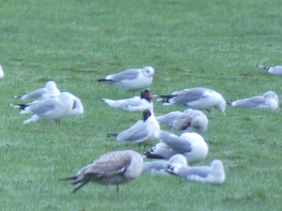 Antxeta burubeltza - ML651539447