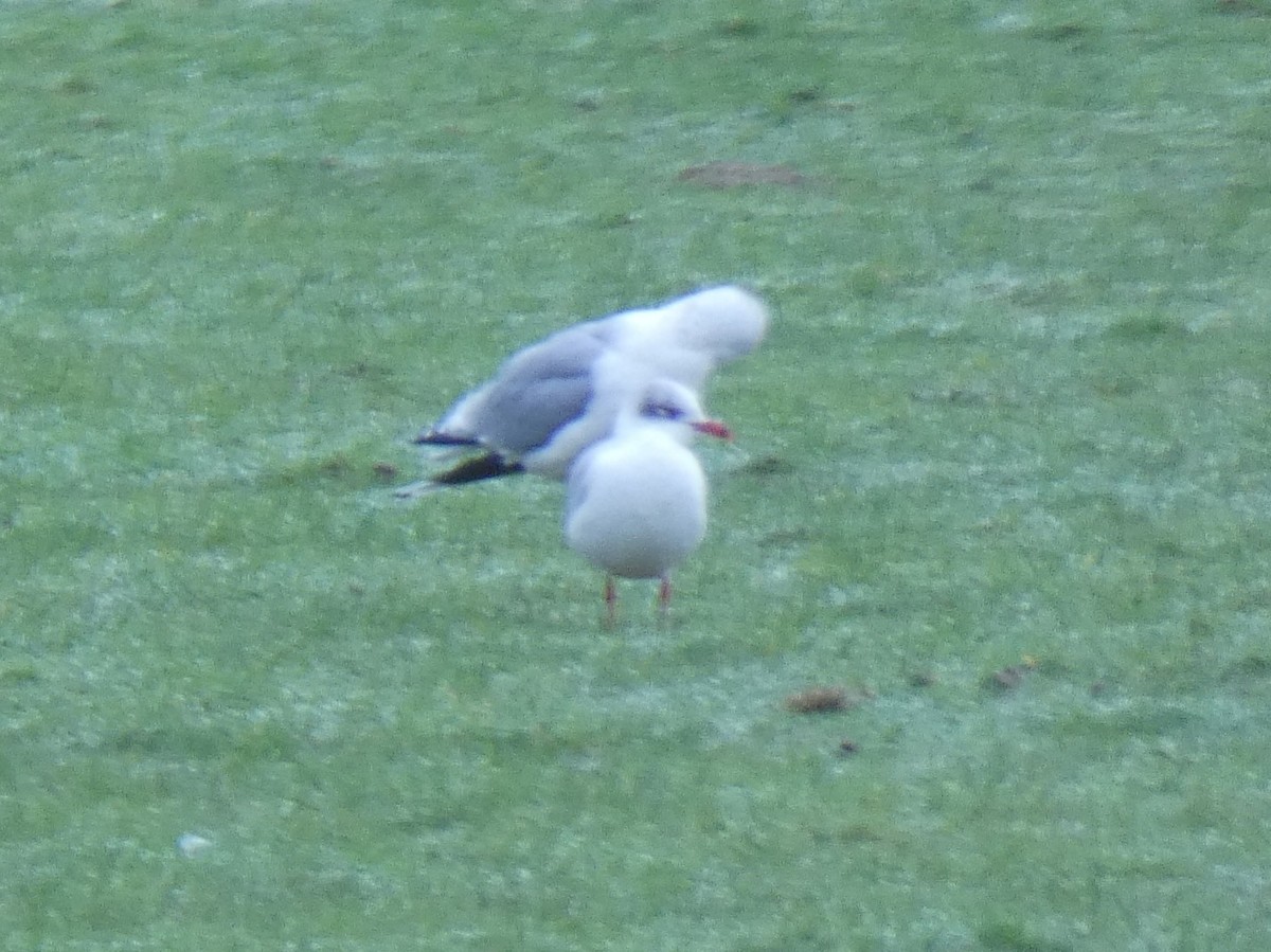 Antxeta burubeltza - ML651539525