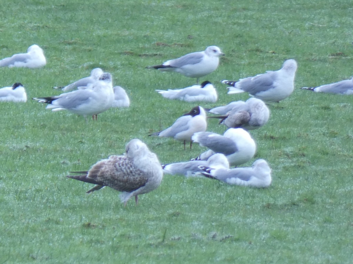 Antxeta mokogorria - ML651539597