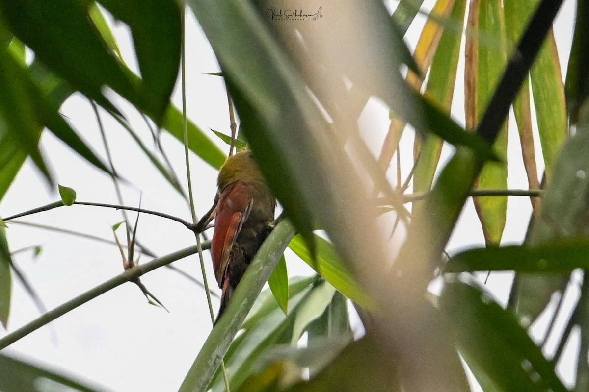 タケゲラ - ML651539843