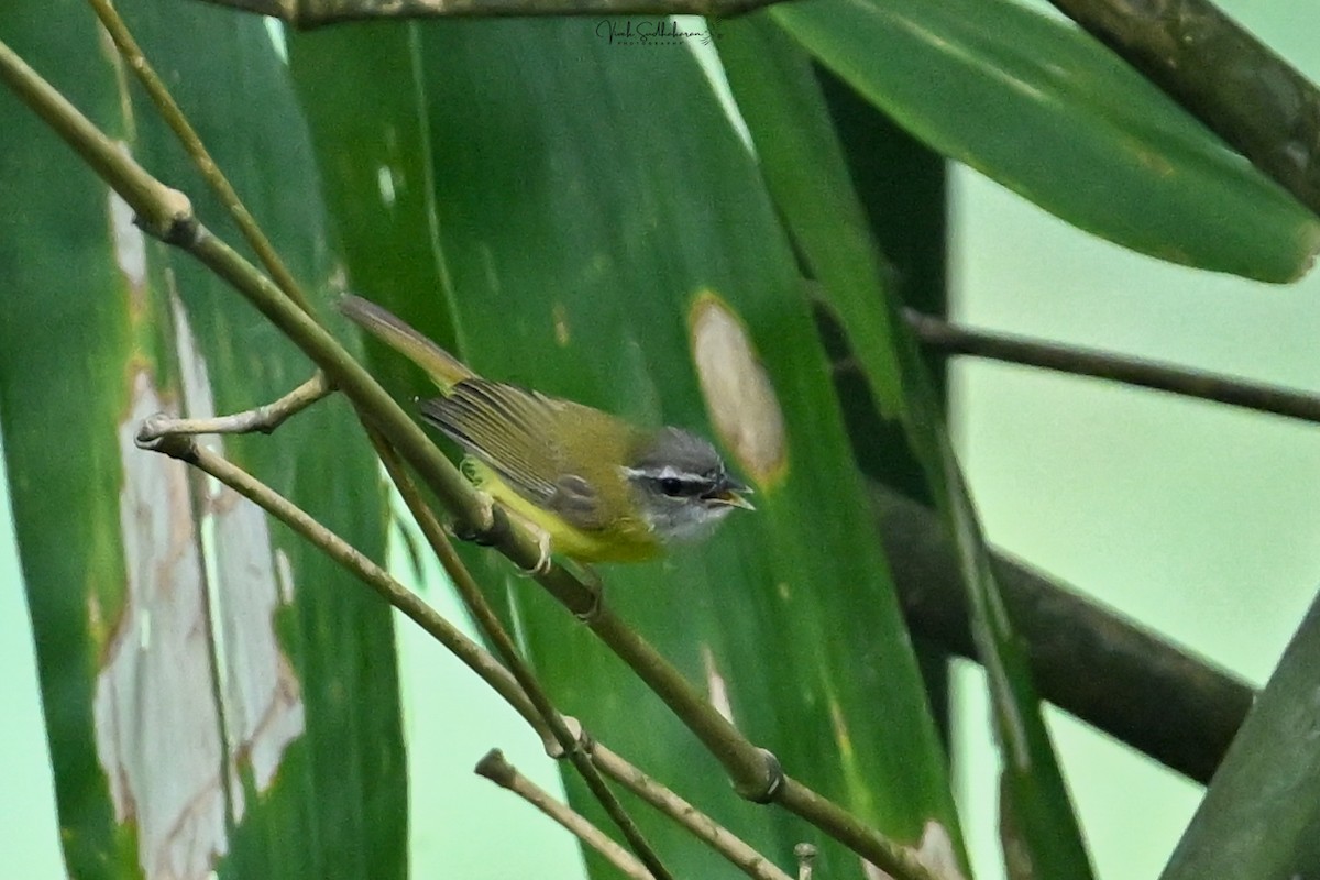 マミジロムシクイ - ML651539846