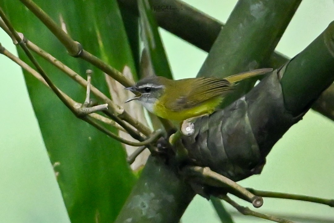 マミジロムシクイ - ML651539847