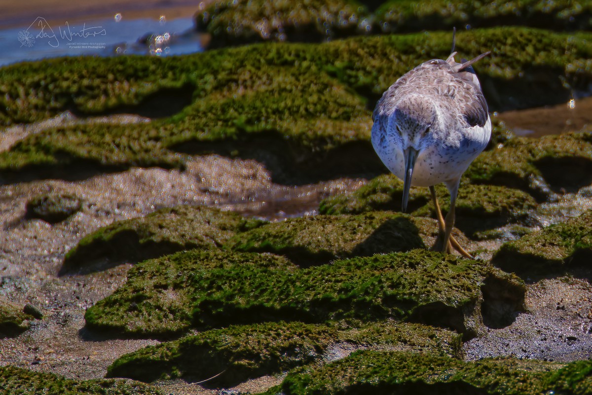 Archibebe Moteado - ML651540332