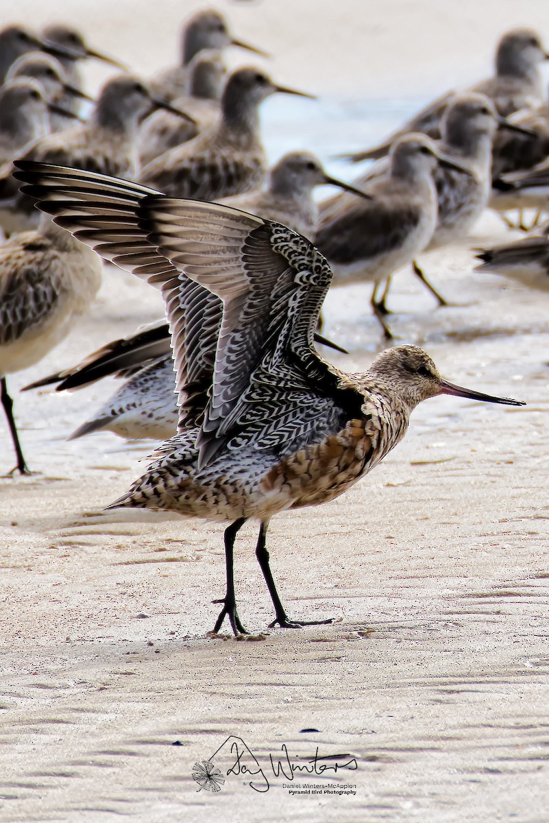 Aguja Colipinta - ML651540336