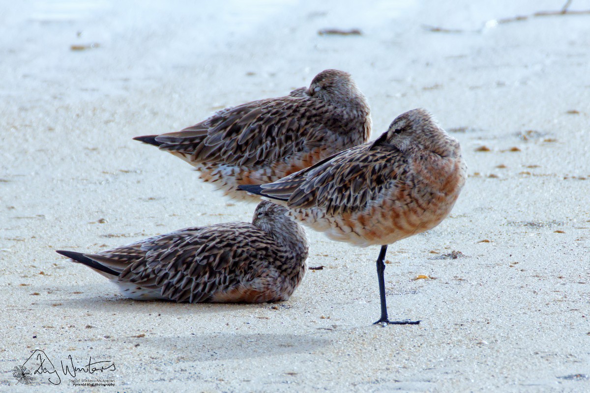 Aguja Colipinta - ML651540342