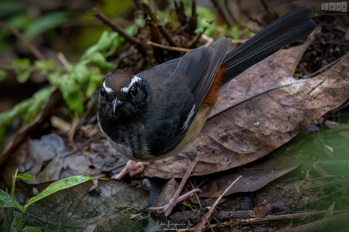 White-browed Shama - ML651541273
