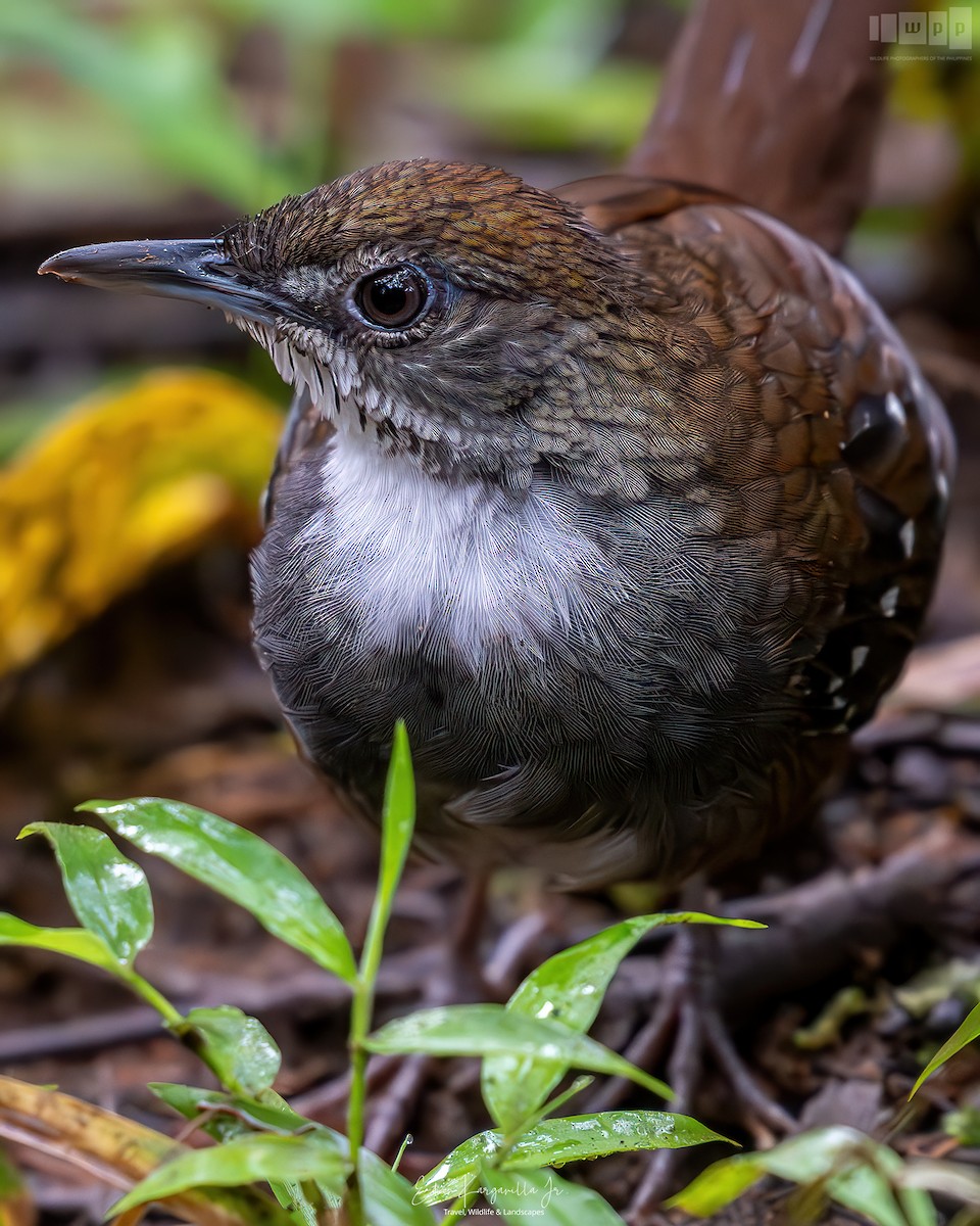 Bicol Ground-Warbler - ML651541275
