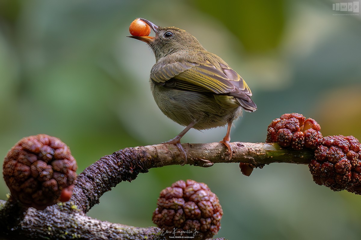 Buzzing Flowerpecker - ML651541464