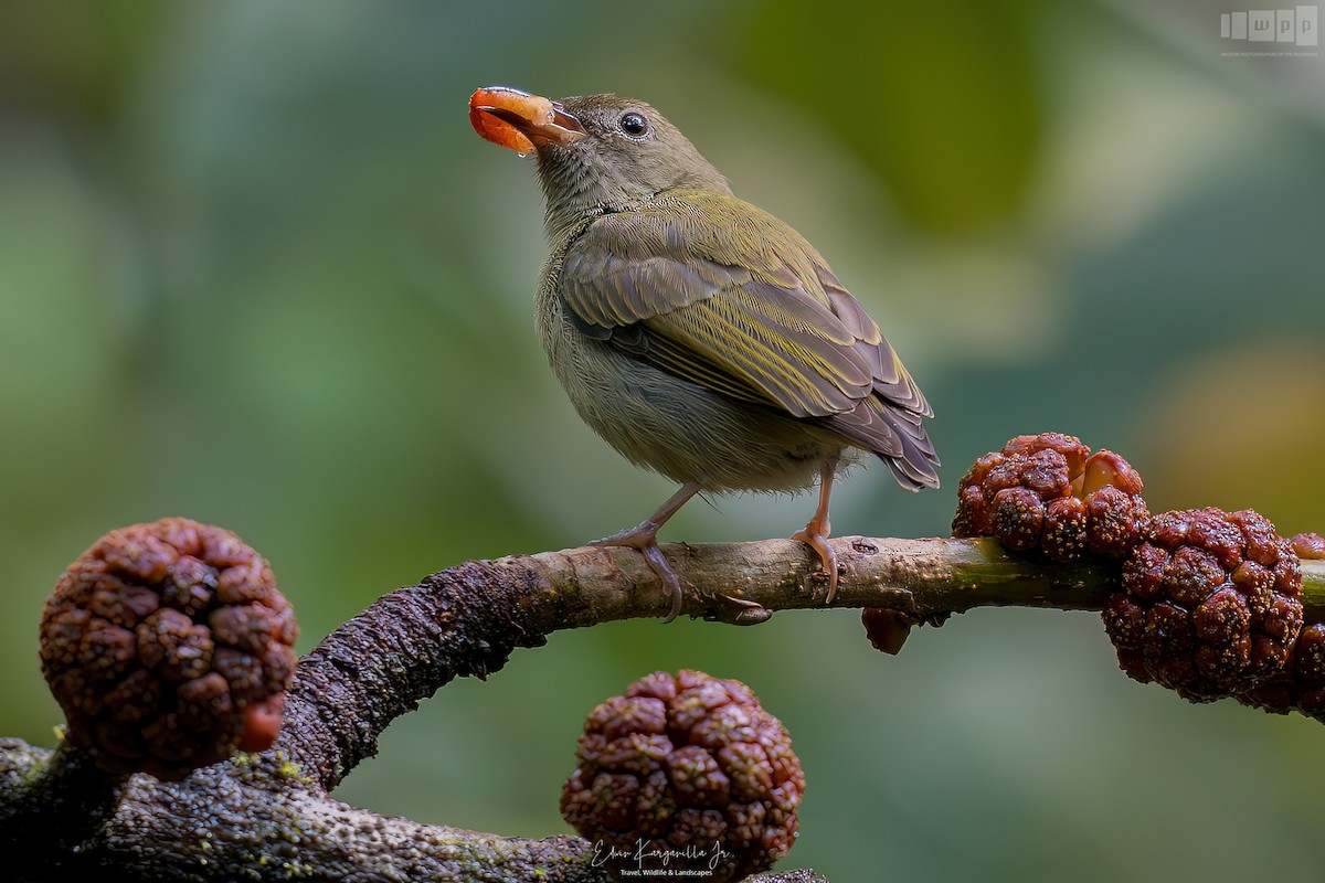 Buzzing Flowerpecker - ML651541553