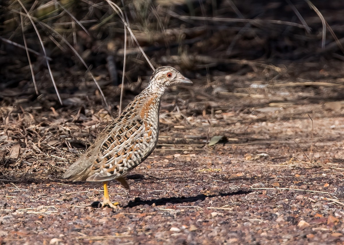 Painted Buttonquail - ML651542002