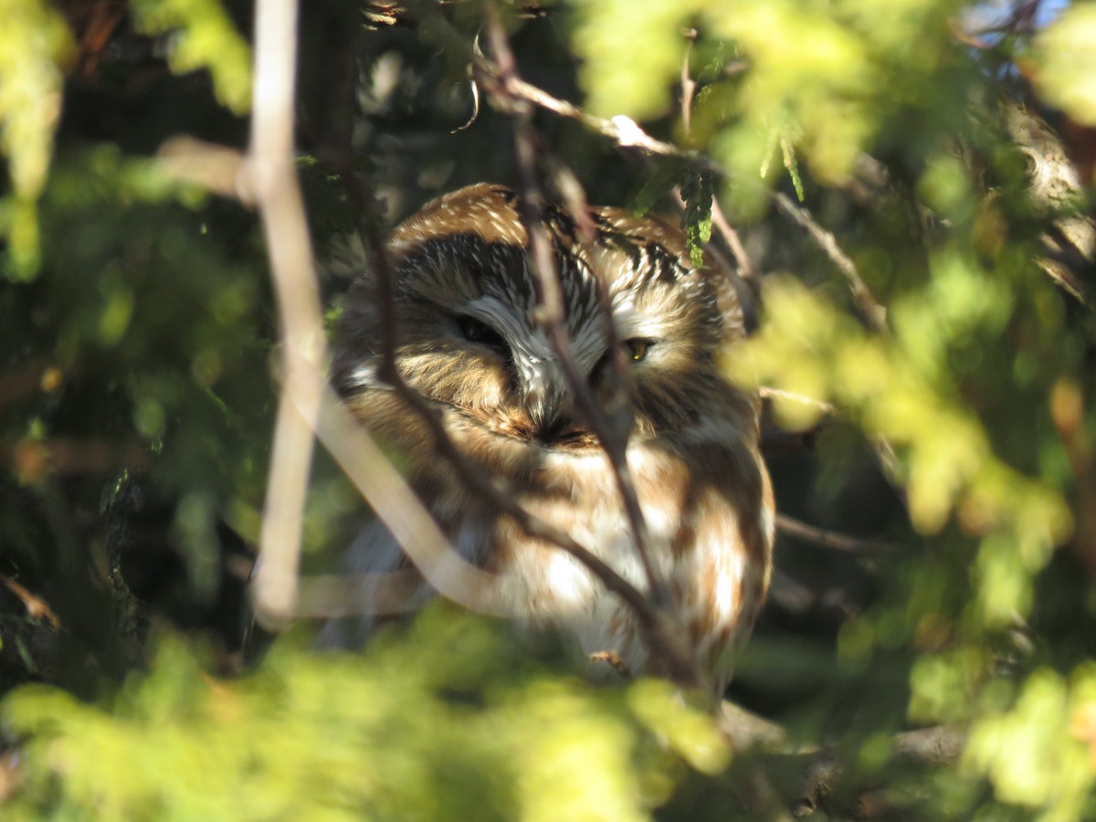 Northern Saw-whet Owl - ML651542019