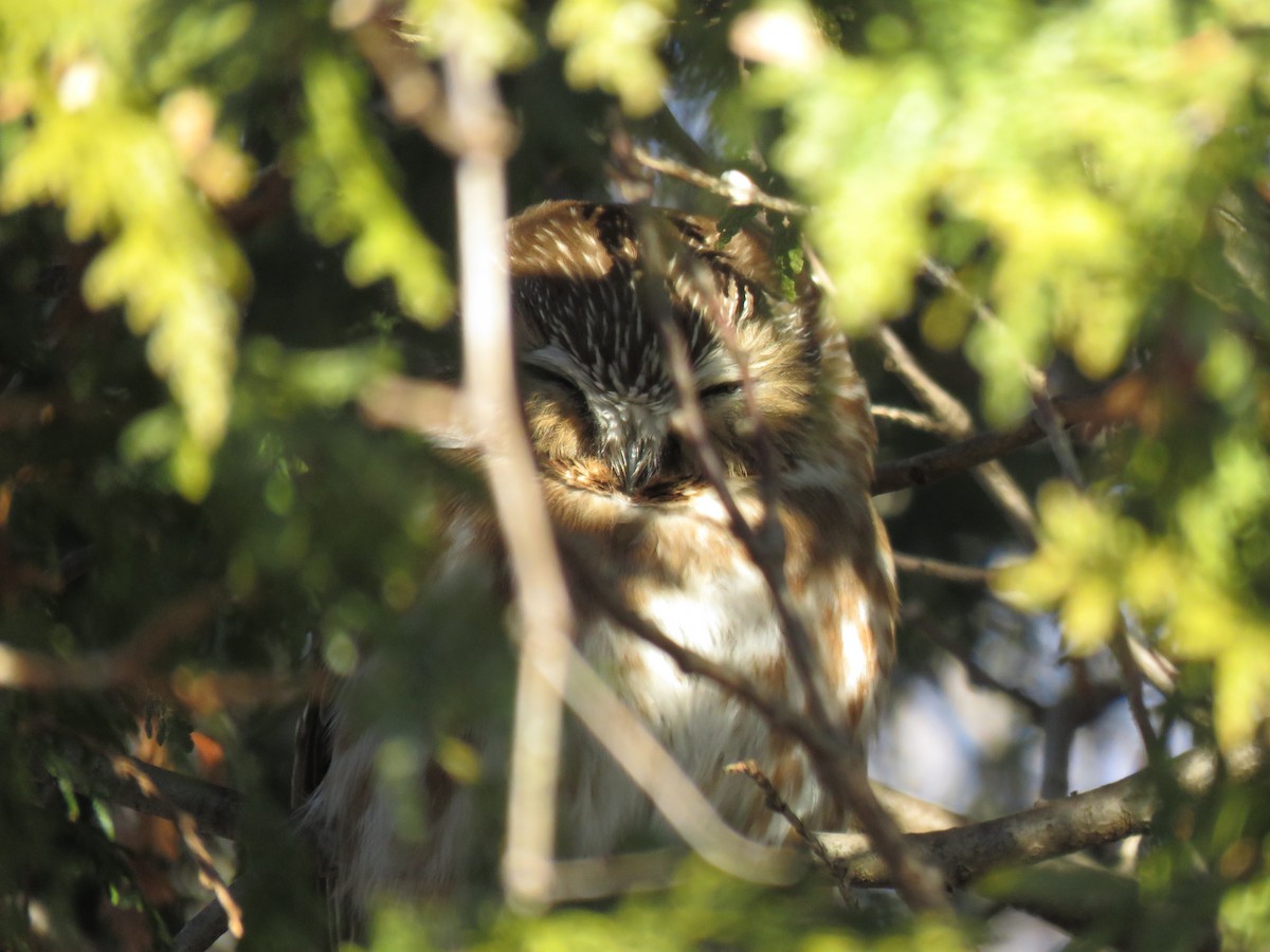 Northern Saw-whet Owl - ML651542020