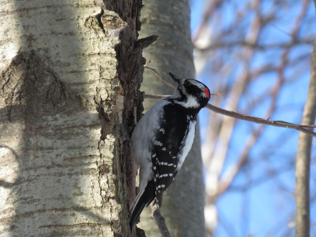Hairy Woodpecker - ML651542044